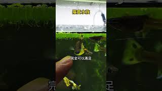 最適合新手養的孔雀魚