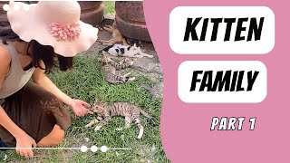 Cute KITTEN family: Hand feeding the cats 🥰🐾