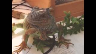 Iguana having a walk around the house