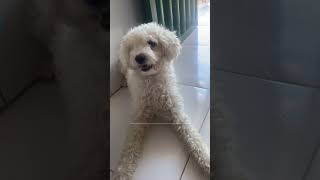 Linda raça de cachorro #raçadecachorro