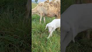 Anak kambing sayang ibu