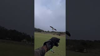 black winged kite landing on hand super slow motion