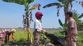 kenek TiLANG BOJONE MURENG MURENG SEPEDA DIGUWAK|| DAGELAN JOWO