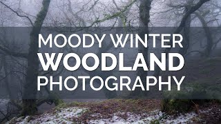 Moody Winter Woodland Photography