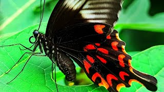 The Mating Ritual of Butterflies-Common Mormon Swallowtail(Papilio polytes)#trending