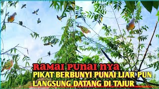 MIKAT BURUNG PUNAI DI TAJUR LAMA MENGGUNAKAN PIKAT BUNTUNG SUARANYA BIKIN PUNAI LIAR TERPIKAT DATANG