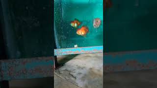 Oranda female goldfish enjoying diy homemade food.