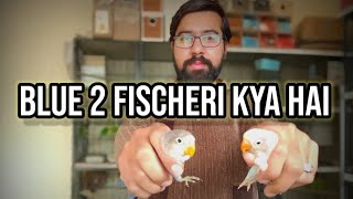 How to Produce Blue 2 Fischeri | Blue 2 Fischeri Kaise Produce Karein