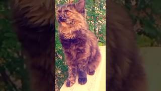 Cute Cat | Persian Cat | Top listed pets in the world | #persiancat #momcat