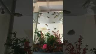 Fish in aquarium