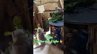 Małpy w Zoo w Chorzowie #youtube #doityourself #foryou #subscribe #homemade #homemade #animals