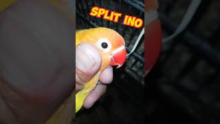 Split ino bird | Split ino ki pehchan| Albino  |#parblue