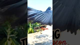 Throwing a Pigeon to Fly in Slow Motion #pigeon