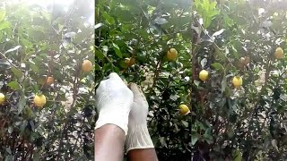 Forest three line lemons copper wire cutting - అడవి నిమ్మకాయలు || Call me Sadab 8459487861