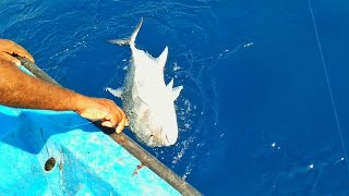 HANDLINE FISHING //CATCHING GIANT TREVALLY FISH, DIAMOND TREVALLY FISH AND BLUDGER TREVALLY FISH