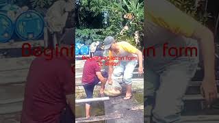 KEGIATAN DI FARM IKAN KOI BLITAR #shorts