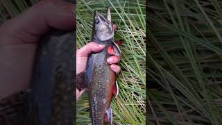 North Maine Woods fishing! #fishing #maine #brooktrout