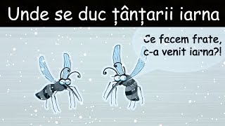 Unde Se Duc Țânțarii Iarna? - DLJ#4