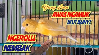 Masteran Kenari Gacor Panjang Untuk Pancingan Kenari Malas Bunyi Maupun Macet Bunyi #001