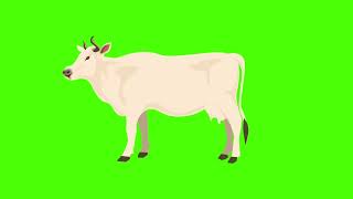 cow green screen animation | Green Screen Videos