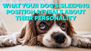 What Your Dogs Sleeping Positions Says About Their Personality