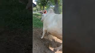 Spray against ticks on bull #dairy #dairyanimal #spray #ticksremoval #ticks #dairy #dairyanimal