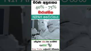 NIPAH | නිපා වෛරසය |Covid 19 වලට වඩා භයානක Nipah වෛරසය | MLTAnushika Perera #nipahvirus #nipah#නිපා1