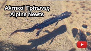 Αλπικοί Τρίτωνες (Alpine newts) Ichthyosaura alpestris