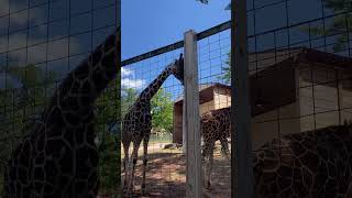 These two giraffes looked like they were in love! 🦒(This is my favorite song, and it seems fitting)