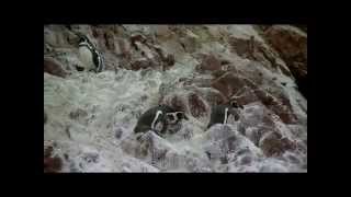 Islas Ballestas - Pinguini a spasso