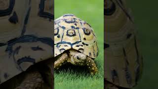 Derived from the striking black and yellow spots on their domed shell, the leopard tortoise is a