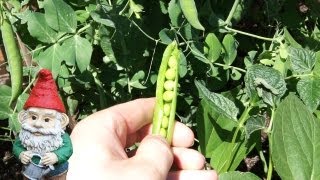 When and How to Harvest Shelling Peas