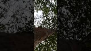 Random Nature Footage