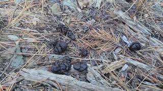 Fresh Deer Poop! Oct 8th.