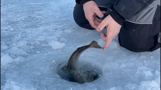 Catching landlocked salmon ice fishing in Maine