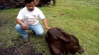 Sapi  adalan  pak  salam pasar pagi