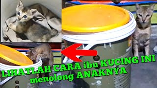 kucing ini berhasil membuka tutup ember untuk menolong anaknya #cat #catlover #experiment #kucing