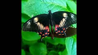 Butterflies mating #butterfly #color #colorful #nature #reels