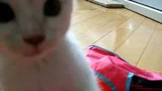 Kittens Attack Camera