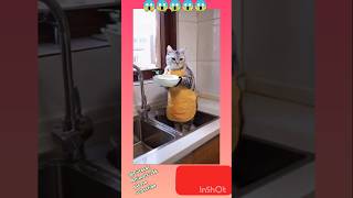 #cat #funny #video💕💕🥰 #trending #viral#jcb video 😱😱😱😱 @Cutecat Animals-z5k 🥰❤️