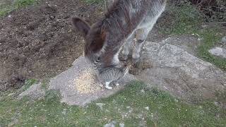 Un mare di coccole tra GATTO e  ASINO.