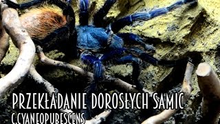 Przekładanie dorosłych samic do nowych terrariów C.cyaneopubescens M.balfouri