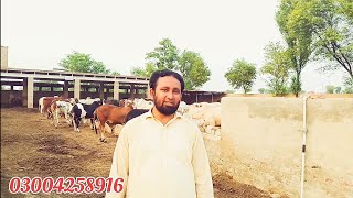 Aziz Cattle farm