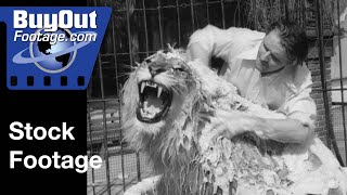 Jackie The African Lion Does Not Like Her Bath At L.A. Zoo 1933 | Stock Footage