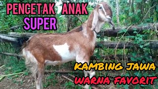 Update/review Harga Kambing punya sendiri