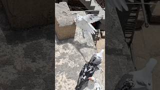 #pigeon #nasal #viral #video #shortvideo #youtubeshort #videoshort