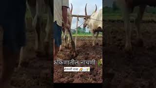 Nachni sheti kokan#village vlog#kokan#dhavan bandhu.subscribe