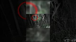 IMPACTANTE VIDEO de una CRIATURA DESCONOCIDA en el BOSQUE