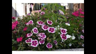 Clavel del poeta (Dianthus barbatus)