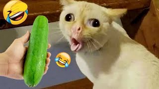 Best Funniest Animal Videos 2024😻🐈Funny Dogs And Cats Videos Of The year😁